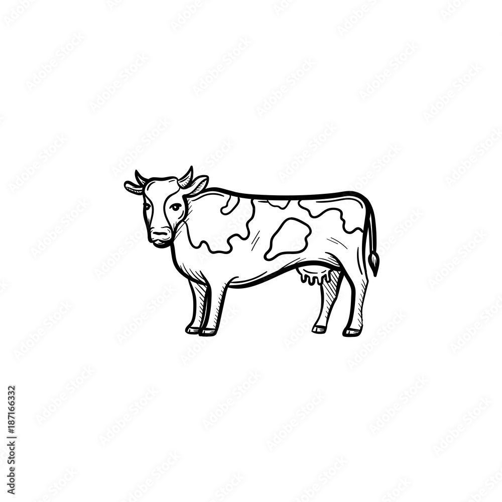 Vector hand drawn Cow outline doodle icon Vector hand drawn Cow outline doodle icon