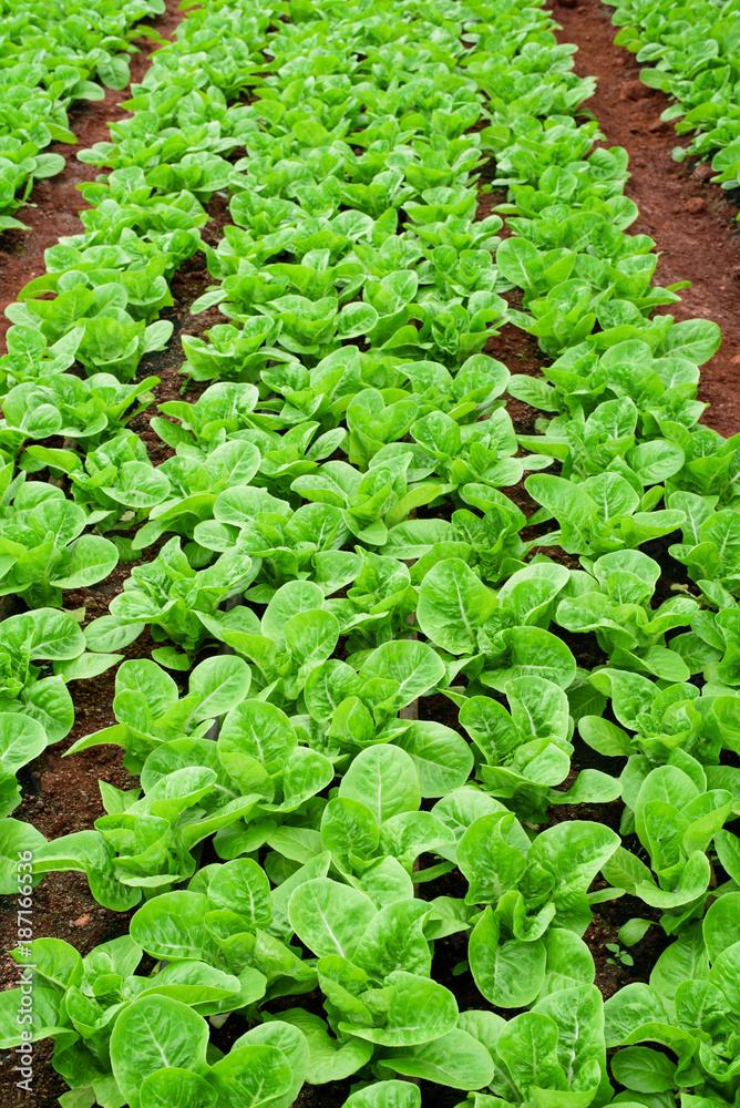 Fresh green romaine or cos lettuce in vegetable garden Fresh green romaine or cos lettuce in vegetable garden