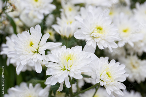 Beautiful white chrysanthemums for decoration close up.