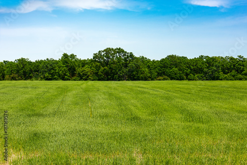 Fototapeta Naklejka Na Ścianę i Meble -  Edge of forest, field with green grass