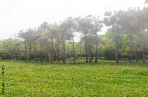 Edge of forest  pine trees in fog