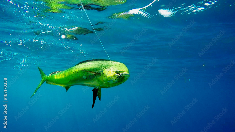 Pesca Fish sport - obrazy, fototapety, plakaty 