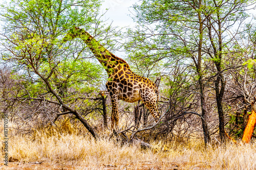 Giraffe eating the leafs of the few green trees in the drought stricken savanna area of central Kruger National Park in South Africa