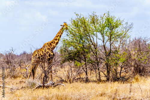 Giraffe eating the leafs of the few green trees in the drought stricken savanna area on central Kruger National Park in South Africa