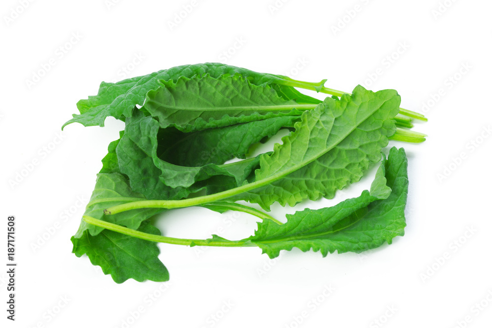 Greenery isolated on white background Greenery isolated on white background