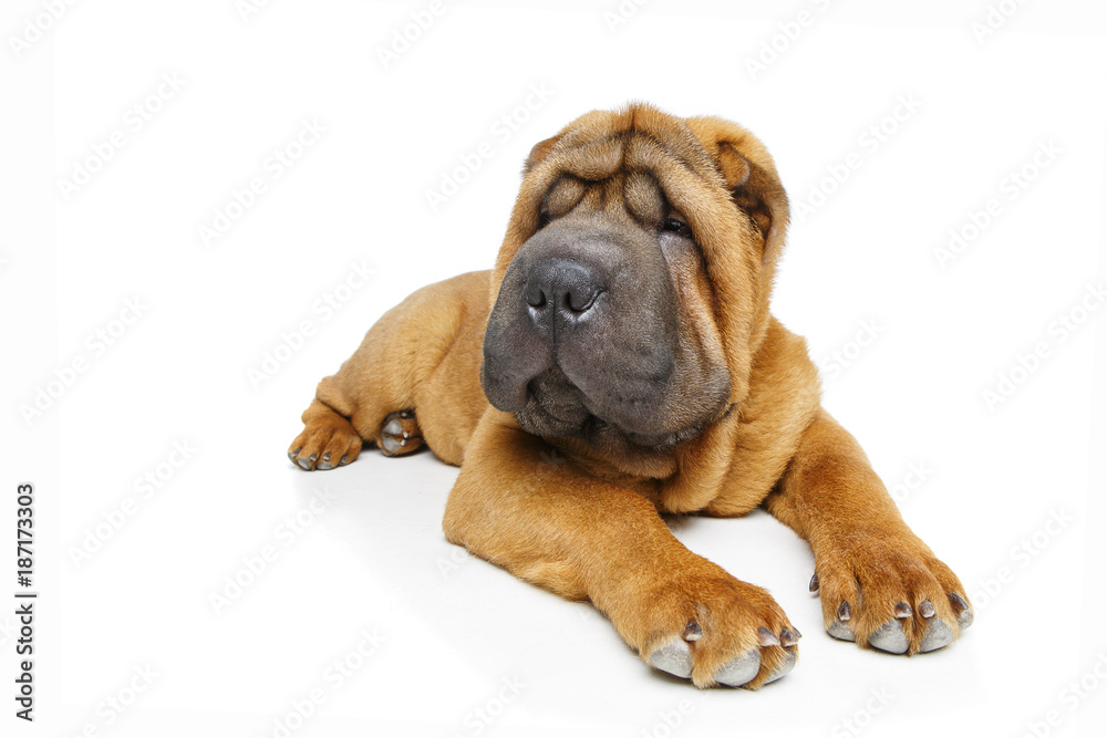 beautiful shar pei puppy