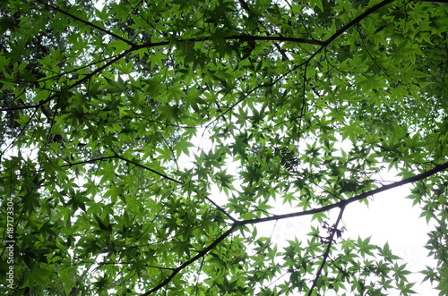 초록 단풍 나무 