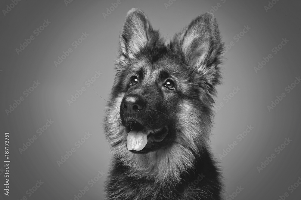 beautiful german shepard puppy beautiful german shepard puppy