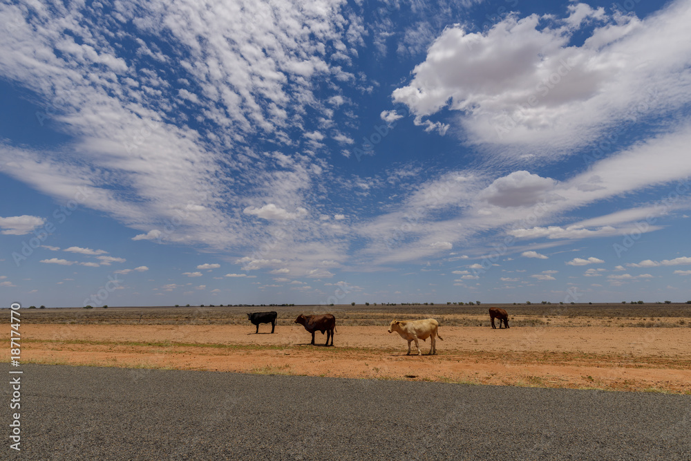 Obraz premium Roadside Cattle
