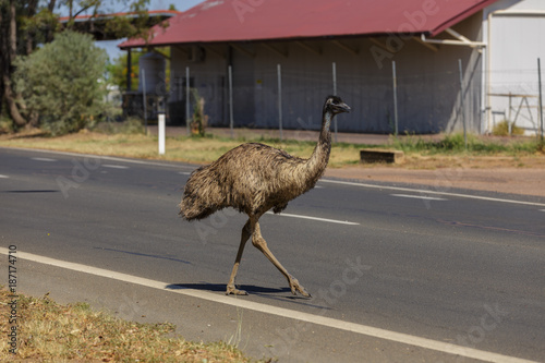 Emu Crossing the Road