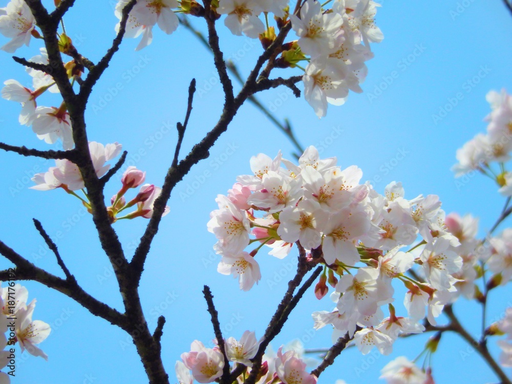 Obraz premium 桜と青空