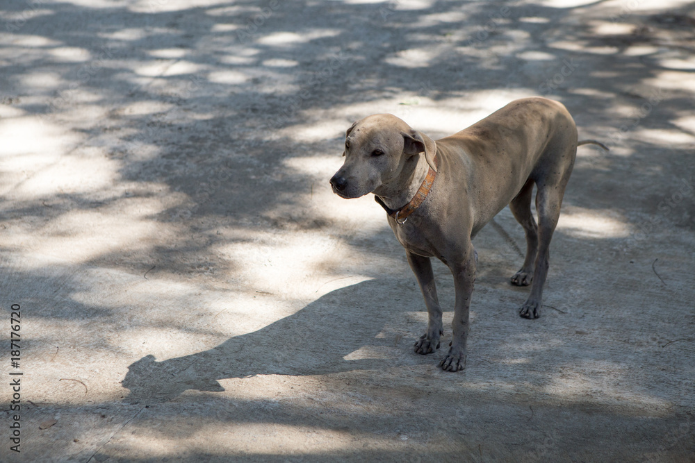 Thai dog  in the garden