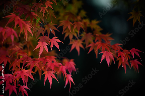 Fotografija もみじ色づく