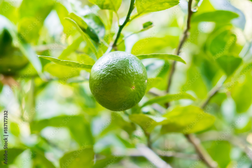 Lime Tree in the garden