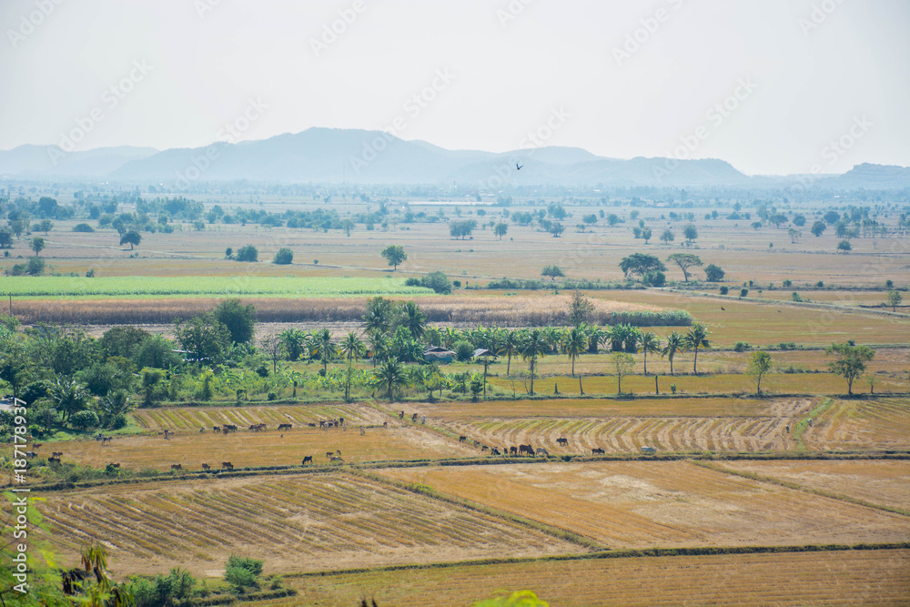Rice Farm field in Karnjanaburi Thailand