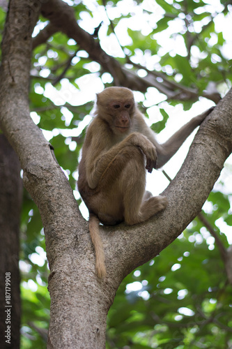 Monkey bathing in a natural water fall hot spring