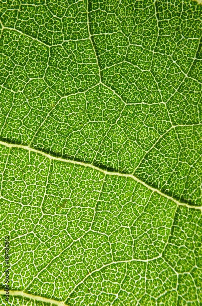 Green leaves of sunflowers. Green leaves of sunflowers.