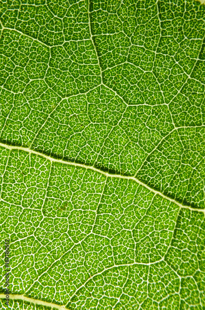 Green leaves of sunflowers.