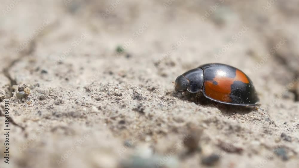 Ladybug Ladybug