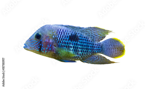 Acara Cichlid Fish. Nannacara Neon Blue photo