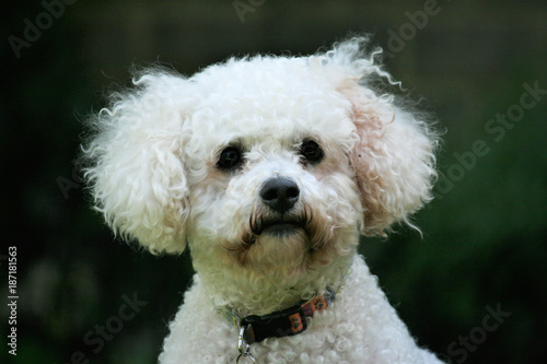 Cute white furry face of family Bichon Frise family pet with curly wild fur and quizzical look