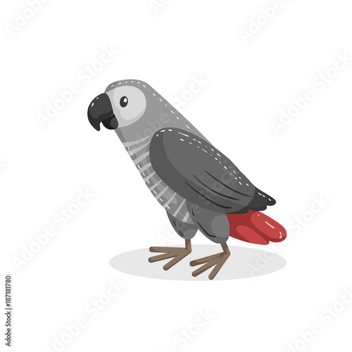 Cartoon trendy design african grey parrot. Wildlife and pets vector illustration.