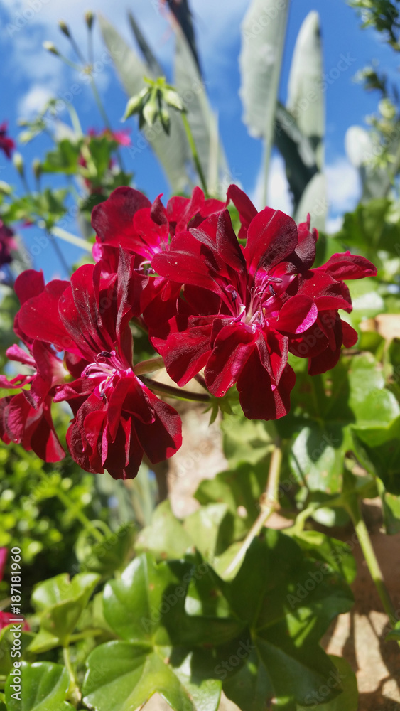 Burgundy flower in the garden Burgundy flower in the garden