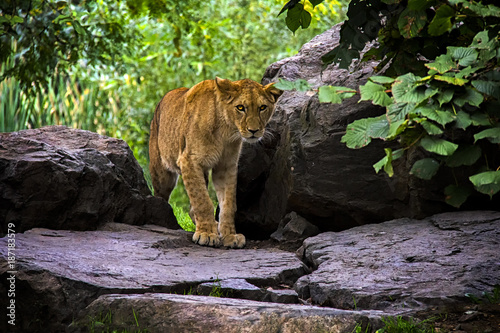 A cub of lion, Zoo Plzeň, Czech Republic