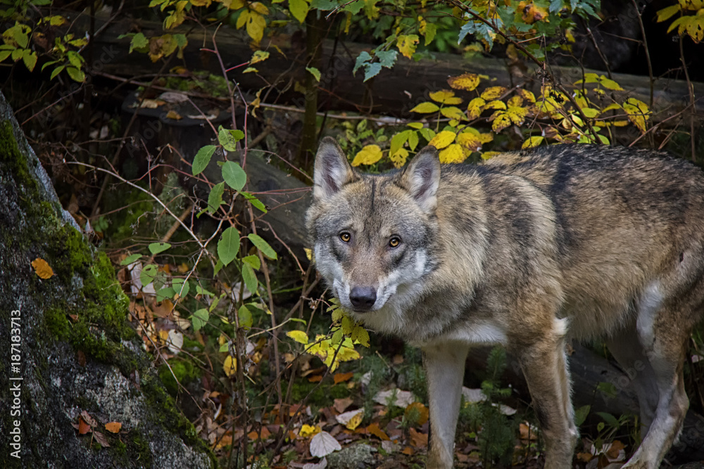 Portrait of wolf in autumn colours. Portrait of wolf in autumn colours.