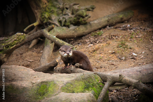 Baby otter, Zoo Jihlava, Czech Republic.