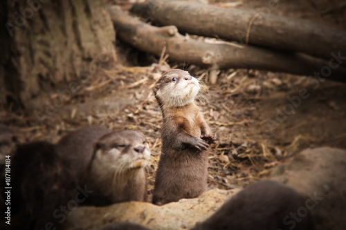 Baby otter with his mom, Zoo Jihlava, Czech Republic