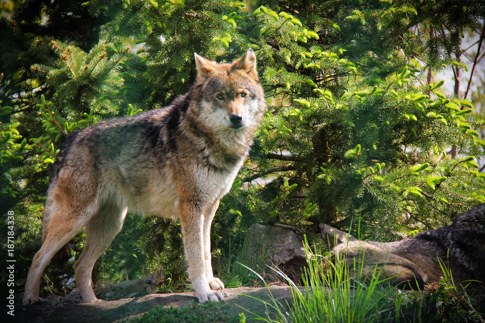 Wolf pose.