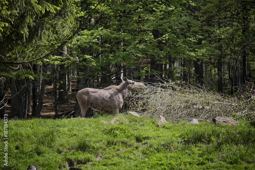 Eating elk on meadow. photo