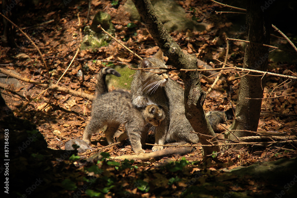 Fototapeta premium Wildcat with her cub.