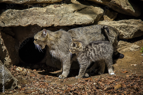 The wildcat with her kitten. Tier-freigelände, Neuschonau photo