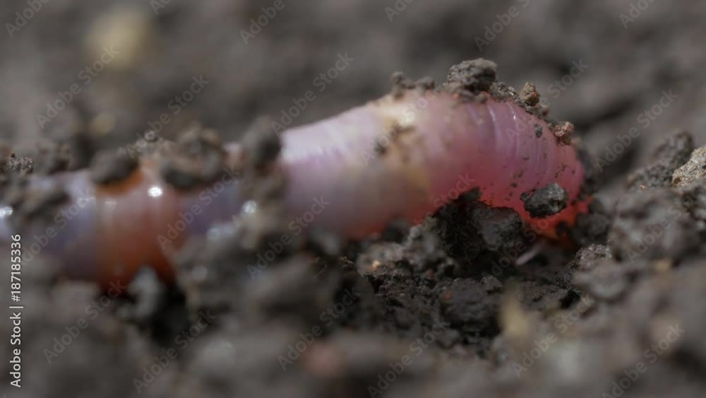 Red worm