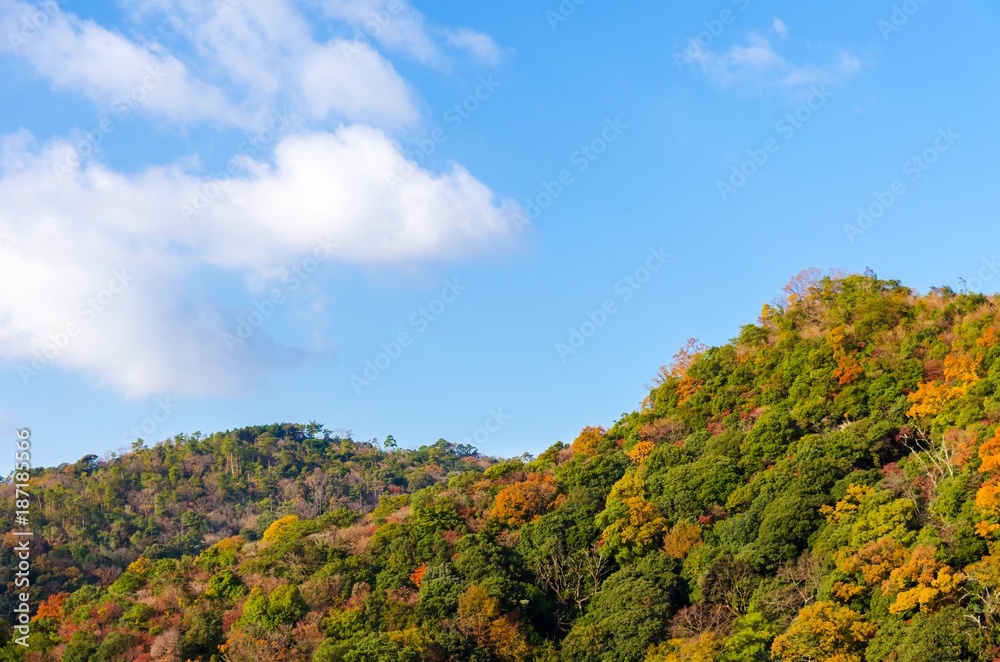 beautiful view of colorful maple leaves and blue sky at mountain in autumn from Kyoto, Japan