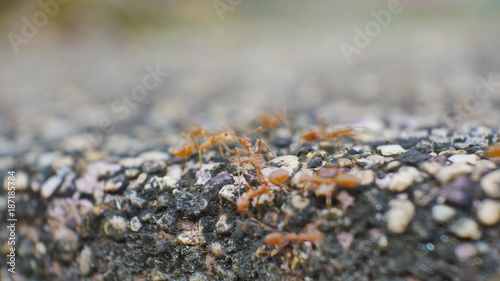 Blurred ants in nature.