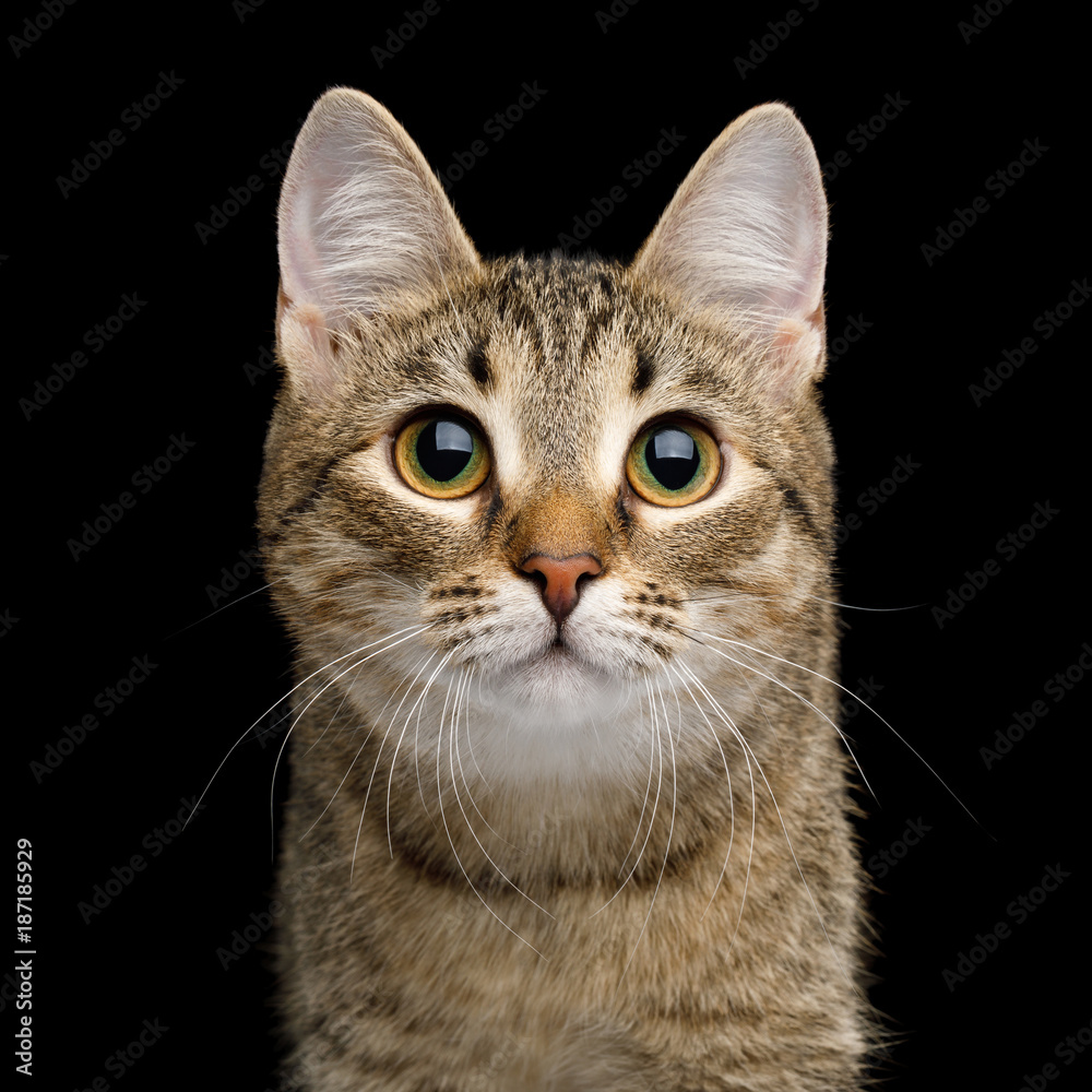 Portrait of Curious face Domestic Cat, Isolated Black Background, Front view Portrait of Curious face Domestic Cat, Isolated Black Background, Front view