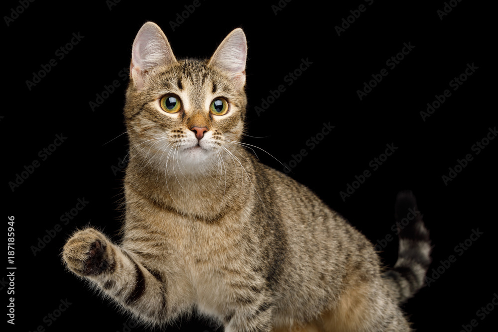 Curious Domestic Cat, Playful raising paw, on isolated Black Background, front view