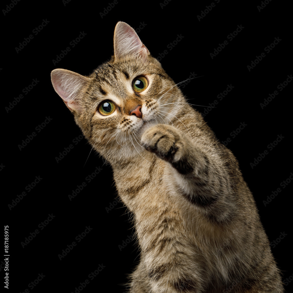 Portrait of Curious face Domestic Cat, Playful raising paw choose you, on isolated Black Background, front view