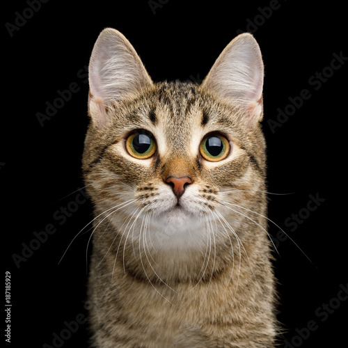 Fototapeta Naklejka Na Ścianę i Meble -  Portrait of Curious face Domestic Cat, Isolated Black Background, Front view