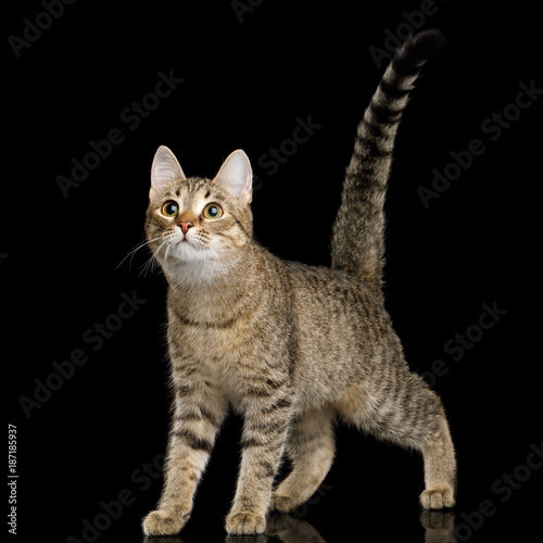 Fototapeta Naklejka Na Ścianę i Meble -  Young Domestic Cat, Standing on isolated Black Background, front view