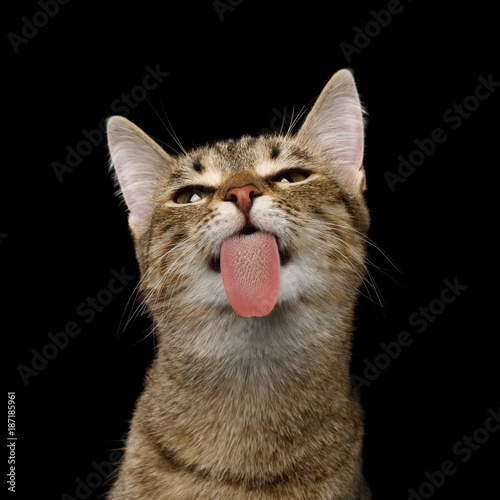 Fototapeta Naklejka Na Ścianę i Meble -  Portrait of Domestic Cat, Licked screen on isolated Black Background, front view