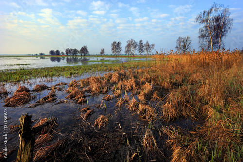 Panoramic view of wetlands and meadows of the Narwianski National Park by the Narew river in Poland photo