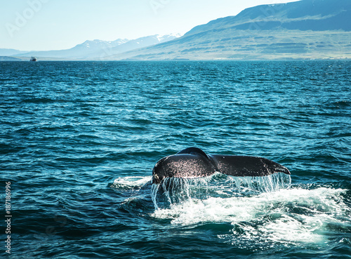 Whales on water in gulf of Iceland.