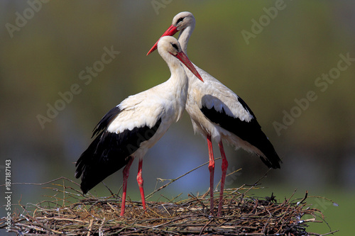 Pair of White Stork birds on a nest during the spring nesting period