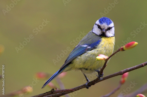 Single Blue tit bird on tree twig during a spring nesting period © Art Media Factory
