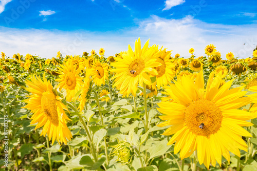 Nahaufnahme Sonnenblumenfeld vor blauem Himmel