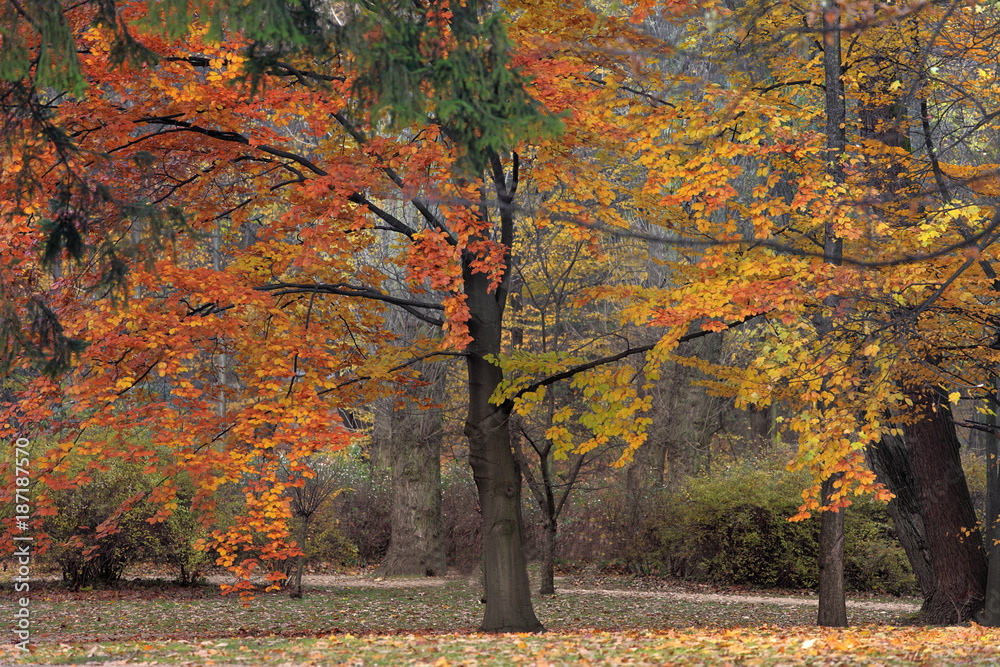 Naklejka premium Autumn colorful trees in a park during an autumn season